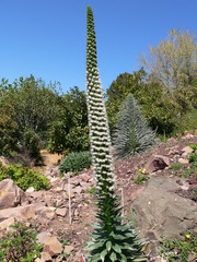 Echium simplex