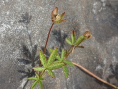 Potentilla reptans