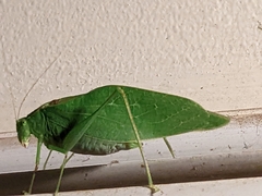 Microcentrum retinerve