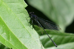 Onychargia atrocyana