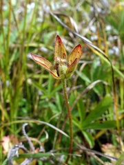 Potentilla reptans