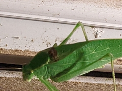 Microcentrum retinerve