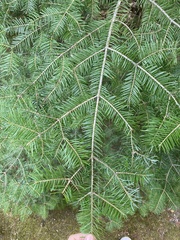 Abies balsamea