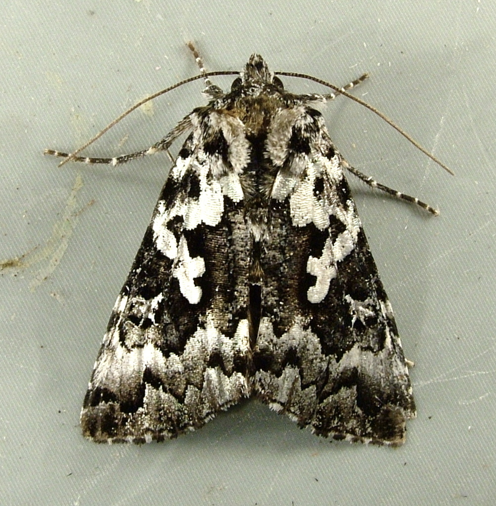 Salt-and-pepper Looper Moth