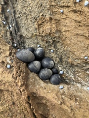 Nerita atramentosa