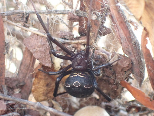 European Black Widow