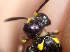 Tenthredo marginella