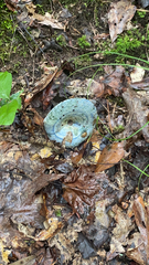 Lactarius indigo