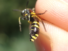 Tenthredo marginella