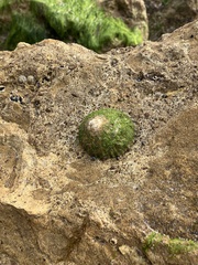Cellana tramoserica