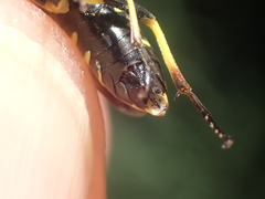 Tenthredo marginella