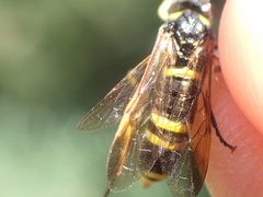Tenthredo marginella