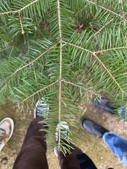 Abies balsamea