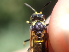 Tenthredo marginella