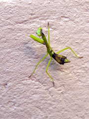 Parastagmatoptera