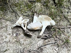 Cuphophyllus virgineus