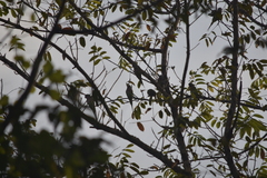 Psittacula alexandri fasciata