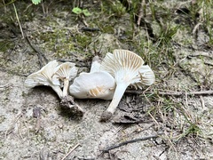 Cuphophyllus virgineus