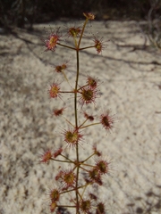 Drosera porrecta