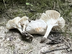 Cuphophyllus virgineus