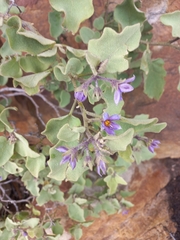 Solanum tomentosum