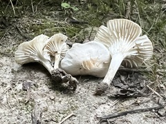 Cuphophyllus virgineus