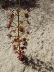 Drosera porrecta