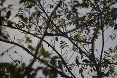 Psittacula alexandri fasciata