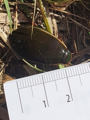 Cybister lateralimarginalis