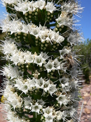 Echium simplex