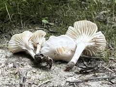 Cuphophyllus virgineus