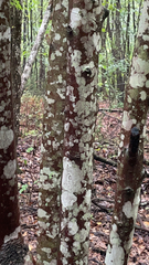 Carpinus caroliniana