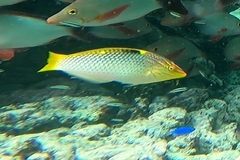 Halichoeres hortulanus