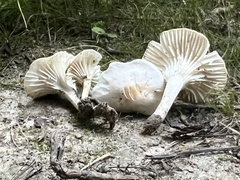 Cuphophyllus virgineus