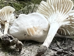 Cuphophyllus virgineus