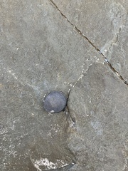 Nerita atramentosa