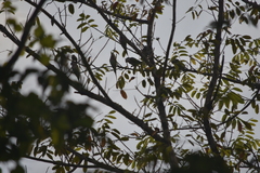 Psittacula alexandri fasciata