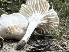 Cuphophyllus virgineus