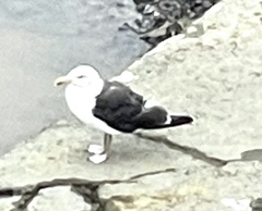 Larus marinus