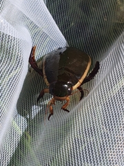 Cybister lateralimarginalis