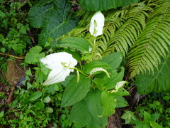Saururus chinensis