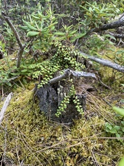 Gaultheria hispidula