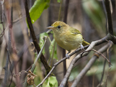 Pachysylvia aurantiifrons