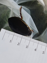 Cybister lateralimarginalis