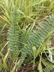 Filipendula vulgaris