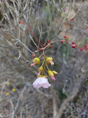 Drosera thysanosepala