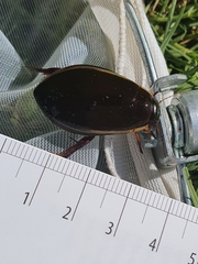 Cybister lateralimarginalis