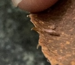 Entomobrya unostrigata