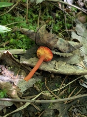 Hygrocybe cantharellus