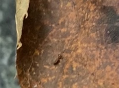 Entomobrya unostrigata